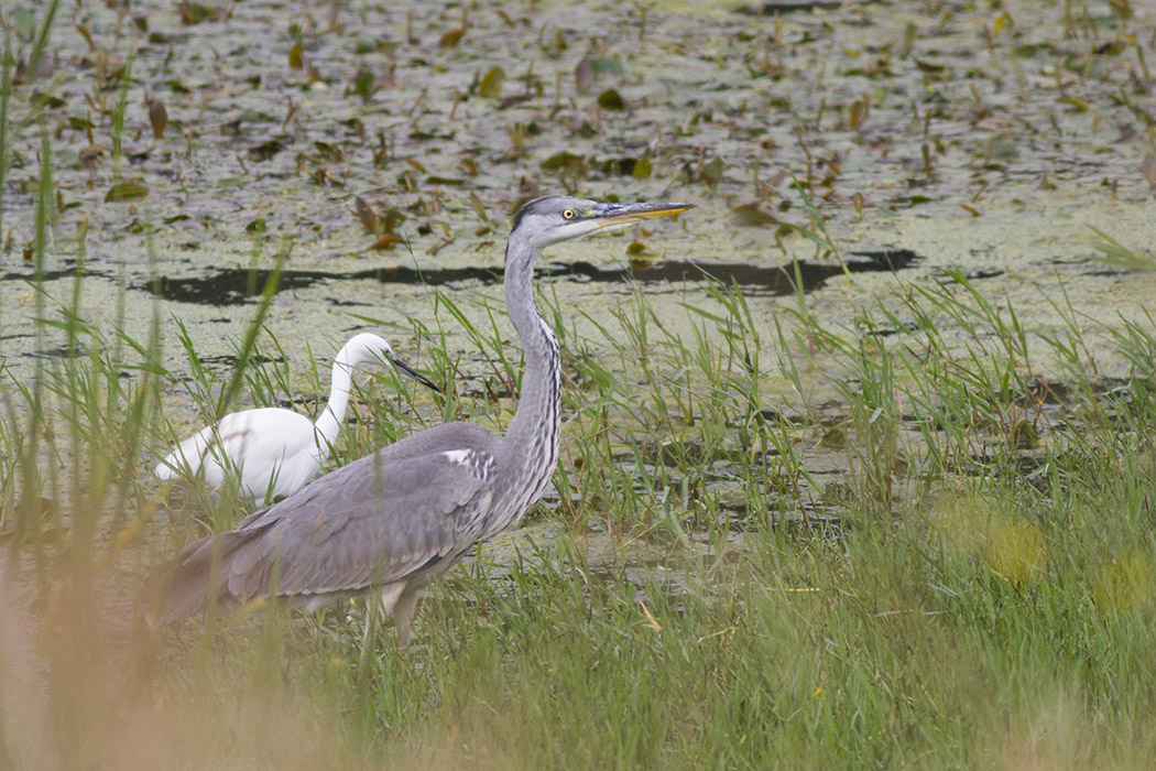 Grey Heron