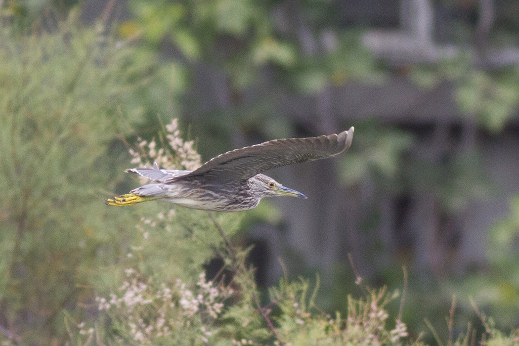Black-crowned Night Heron