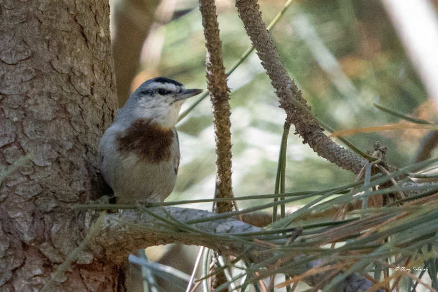 Krüper`s Nuthatch