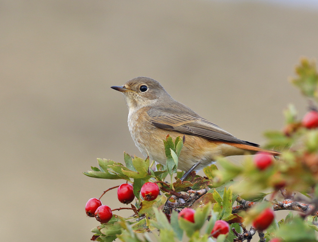 Common Redstart