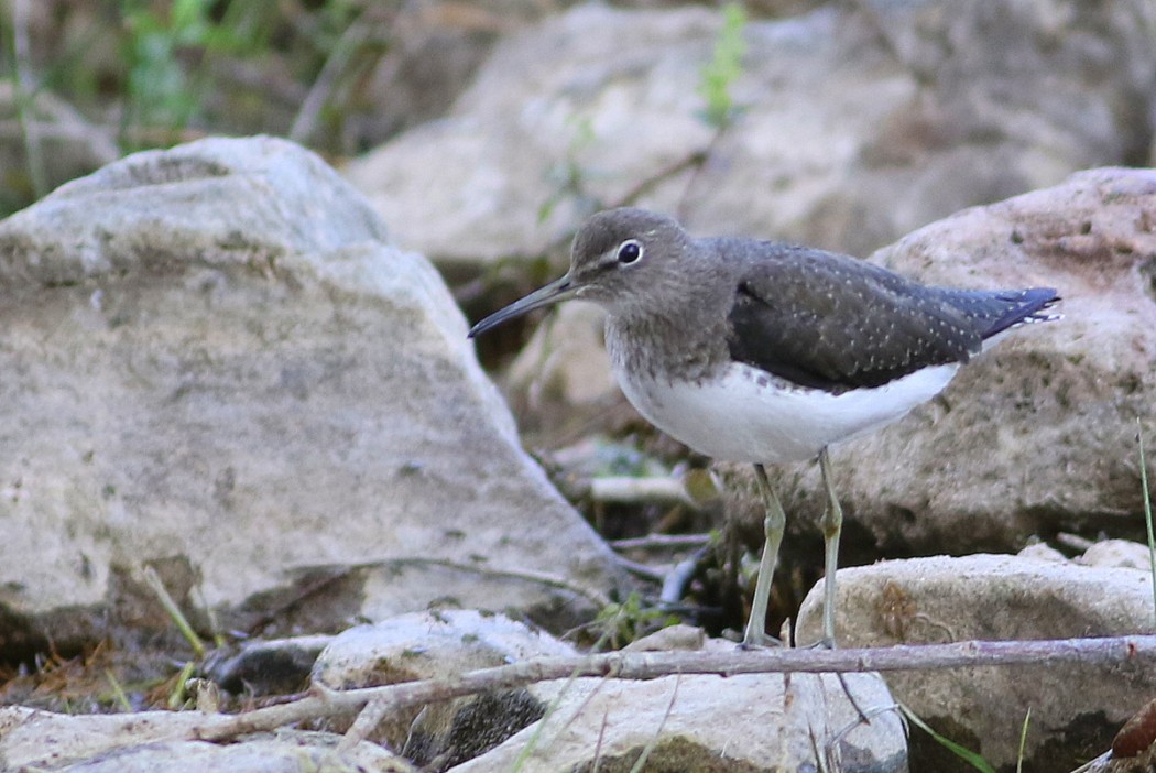 Green Sandpiper