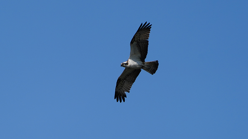 Osprey
