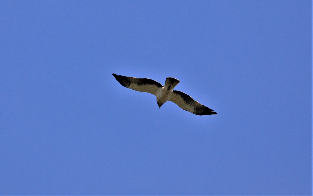 Küçük Kartal