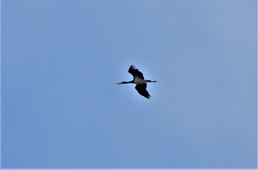 Black Stork