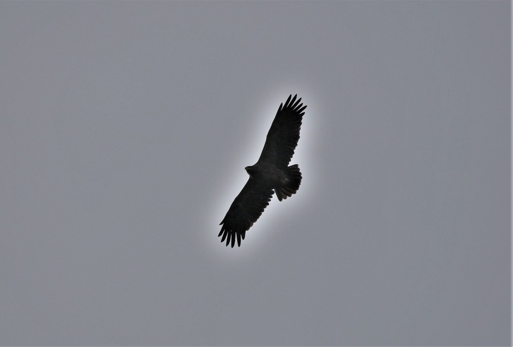 Lesser Spotted Eagle