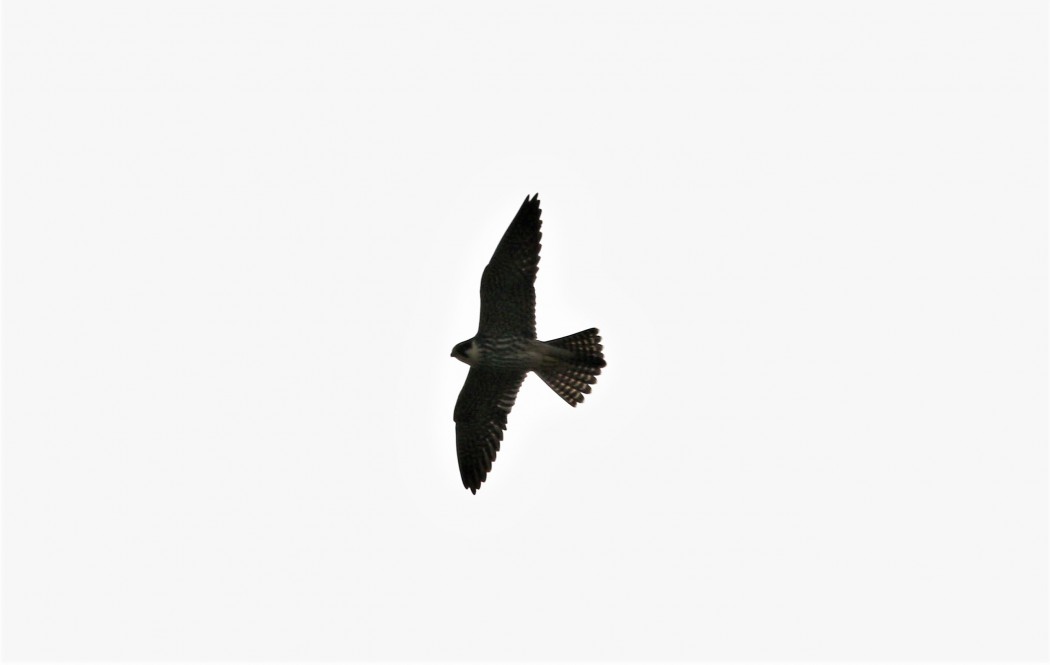 Eurasian Hobby