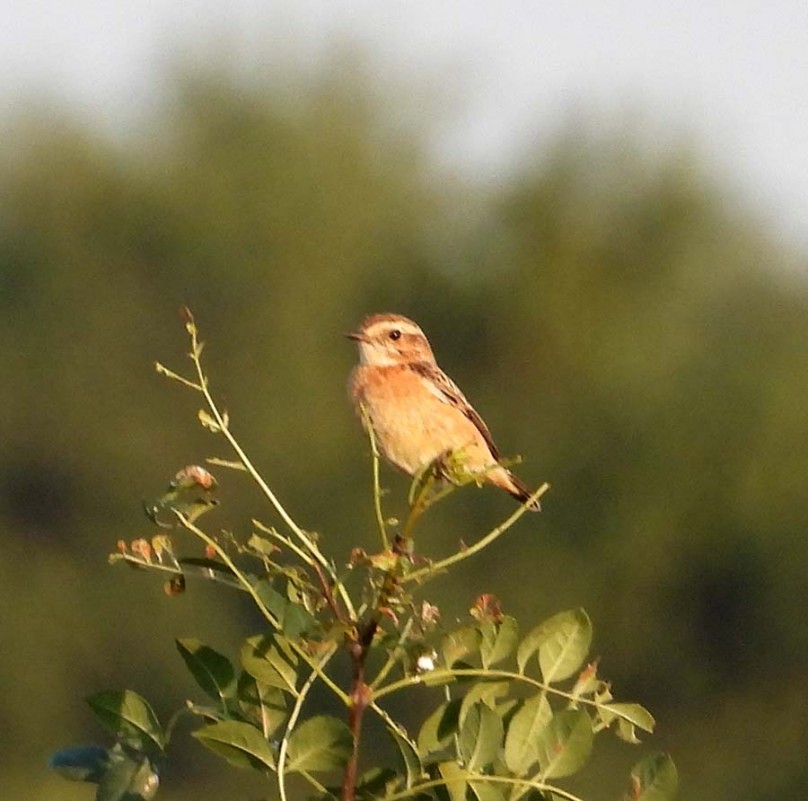 Whinchat