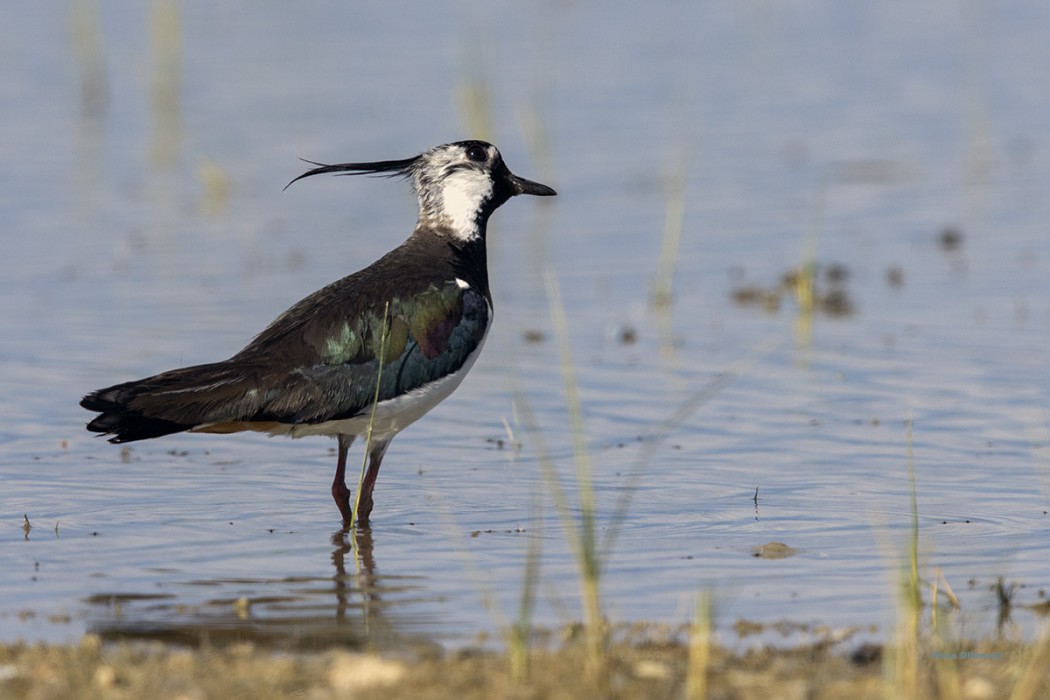 Northern Lapwing