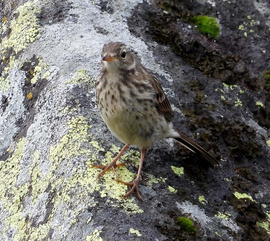 Water Pipit