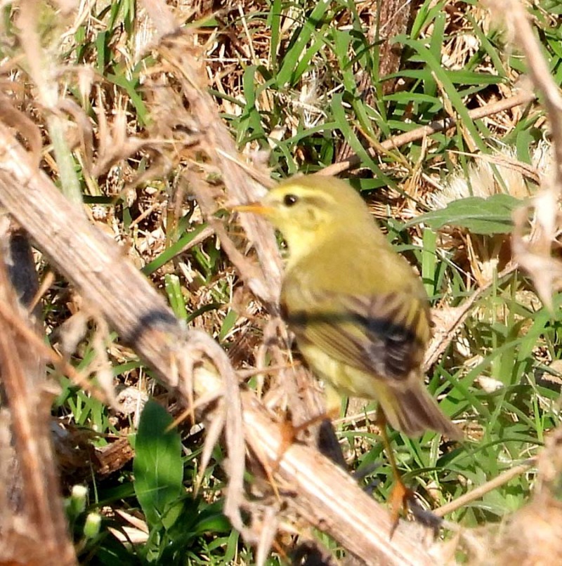 Willow Warbler