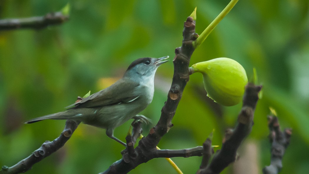 Eurasian Blackcap