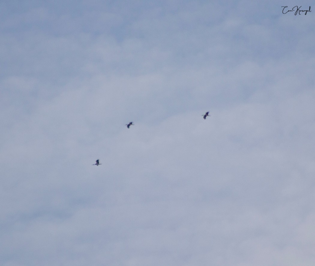 Black Stork