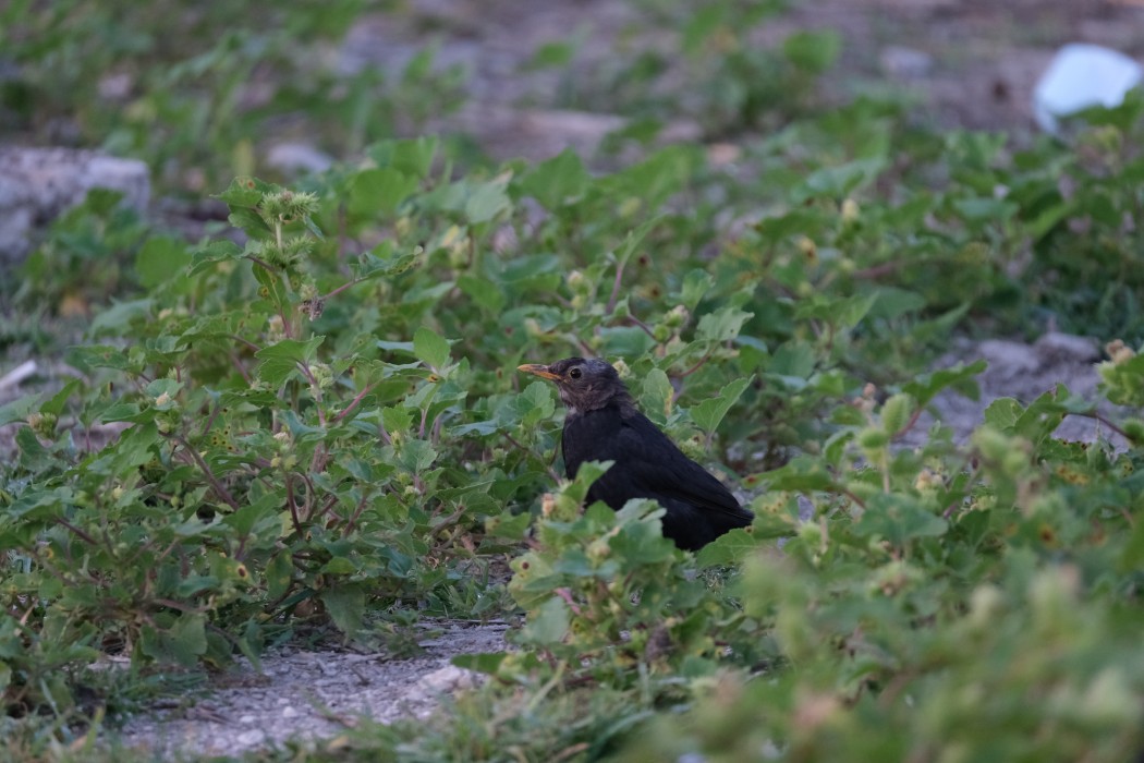 Common Blackbird