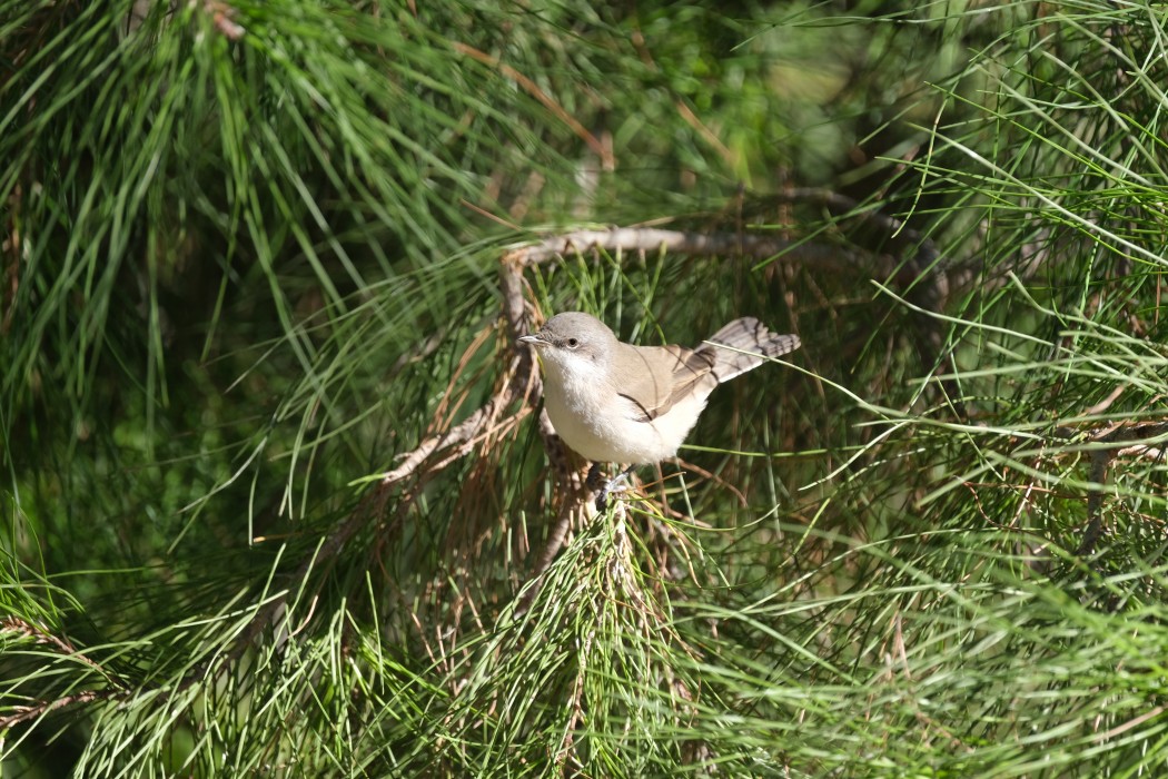 Lesser Whitethroat