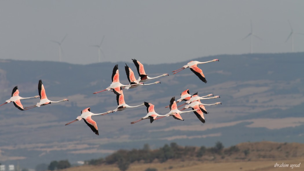 Greater Flamingo