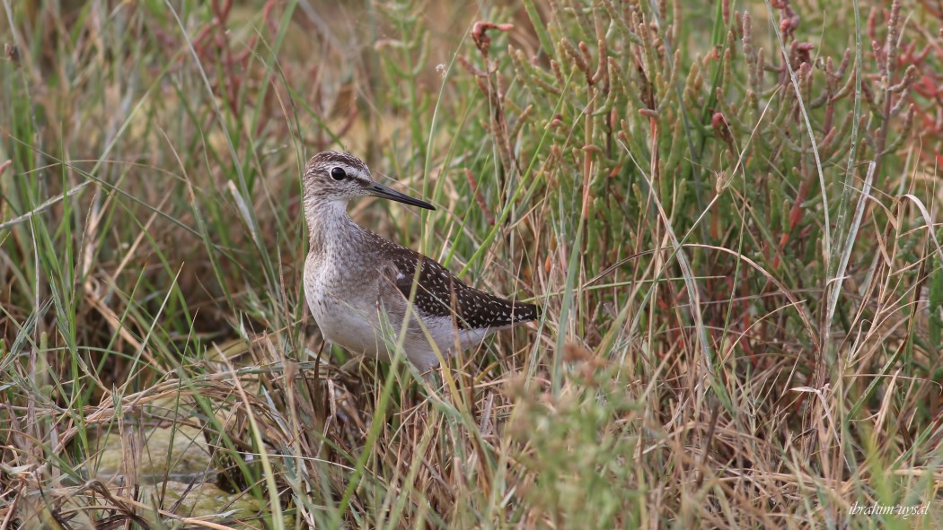 Wood Sandpiper