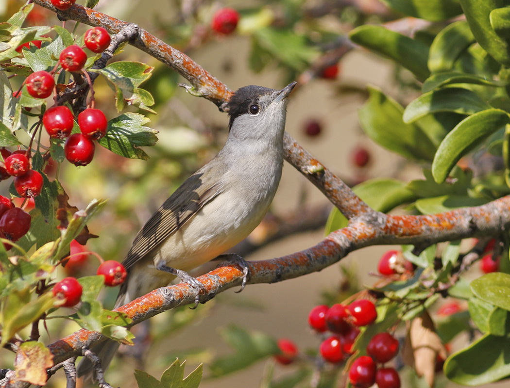 Eurasian Blackcap