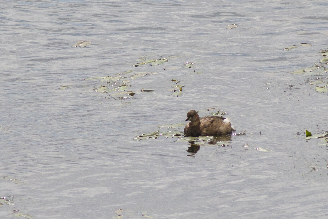 Little Grebe