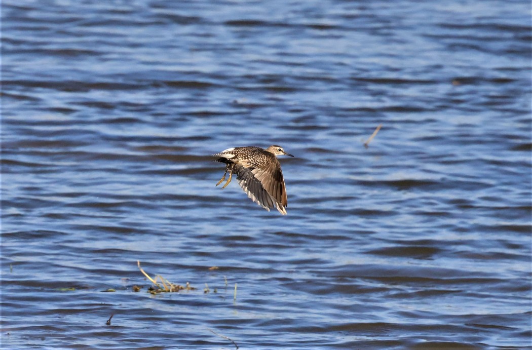 Wood Sandpiper