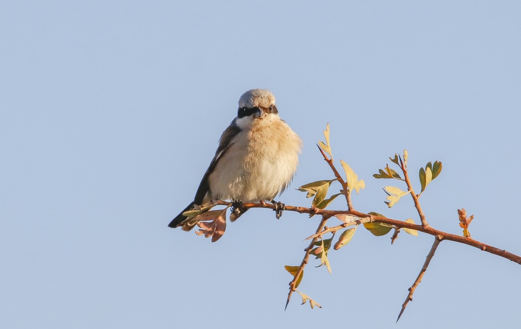 Red-backed Shrike