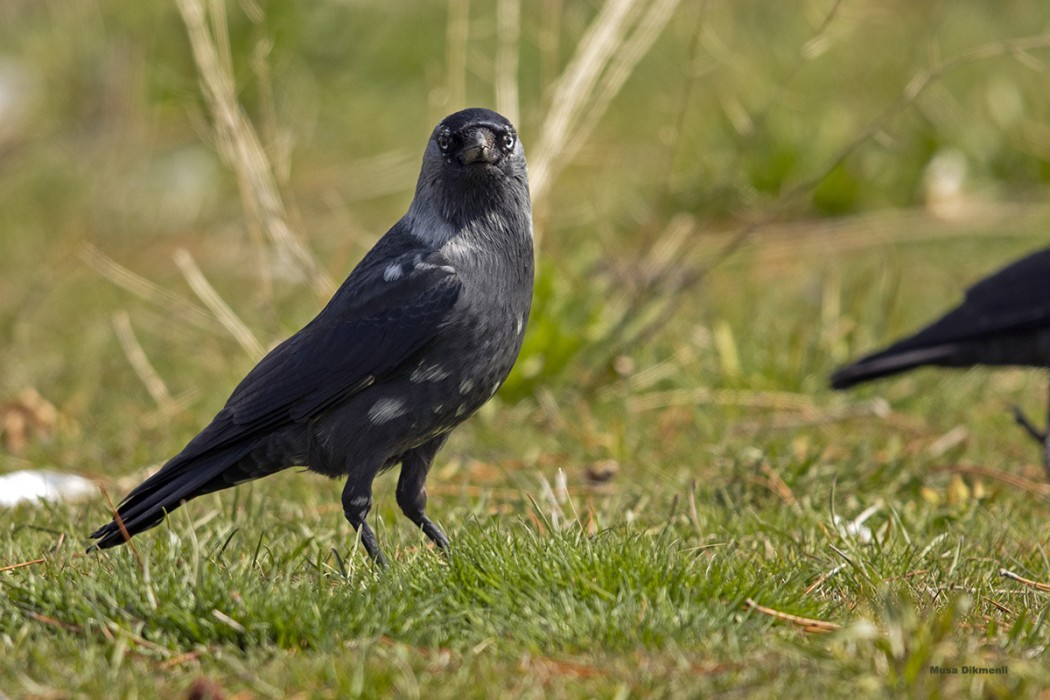 Western Jackdaw