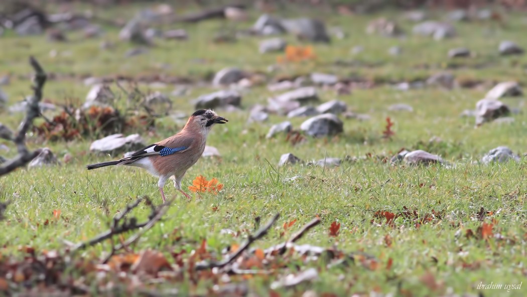 Eurasian Jay