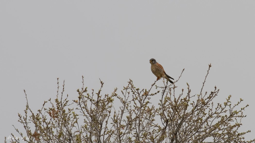 Common Kestrel