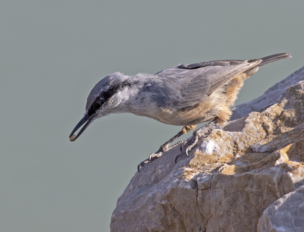 Western Rock Nuthatch