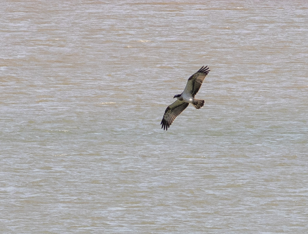Osprey