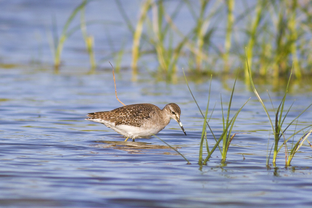 Wood Sandpiper