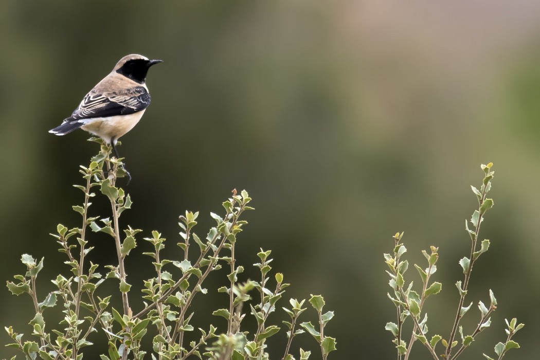 Black-eared Wheatear