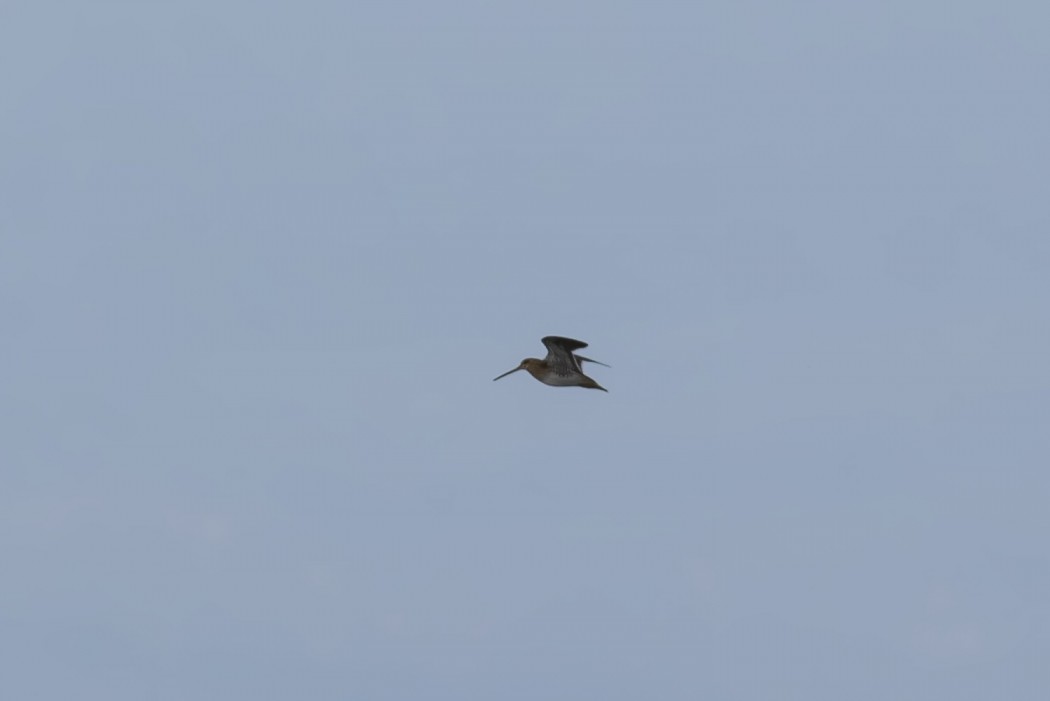 Common Snipe
