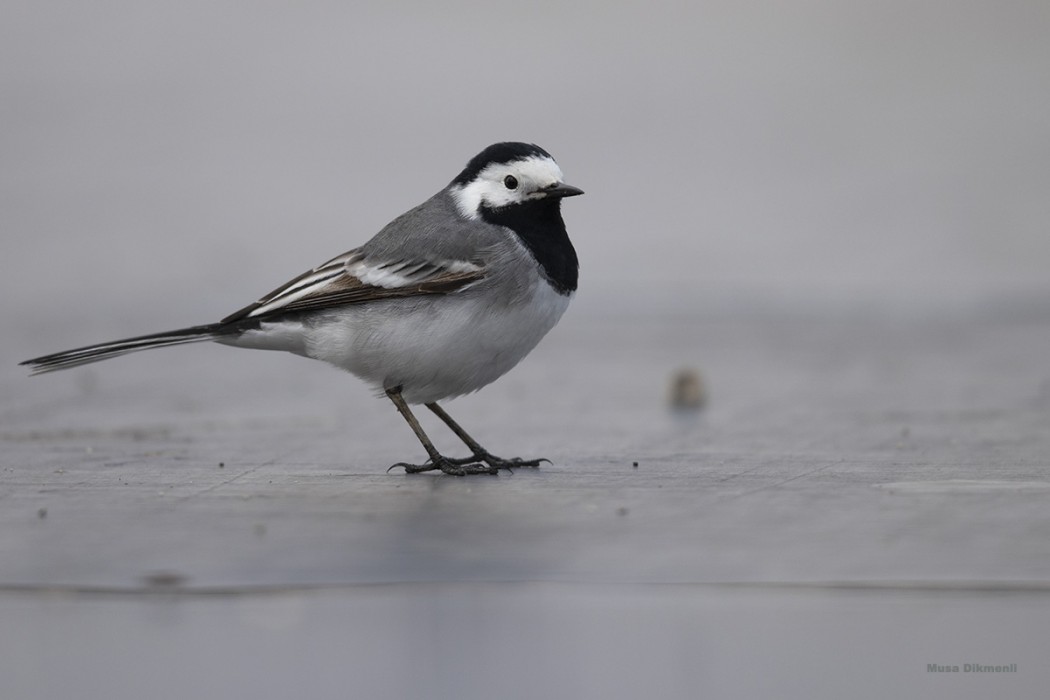 White Wagtail