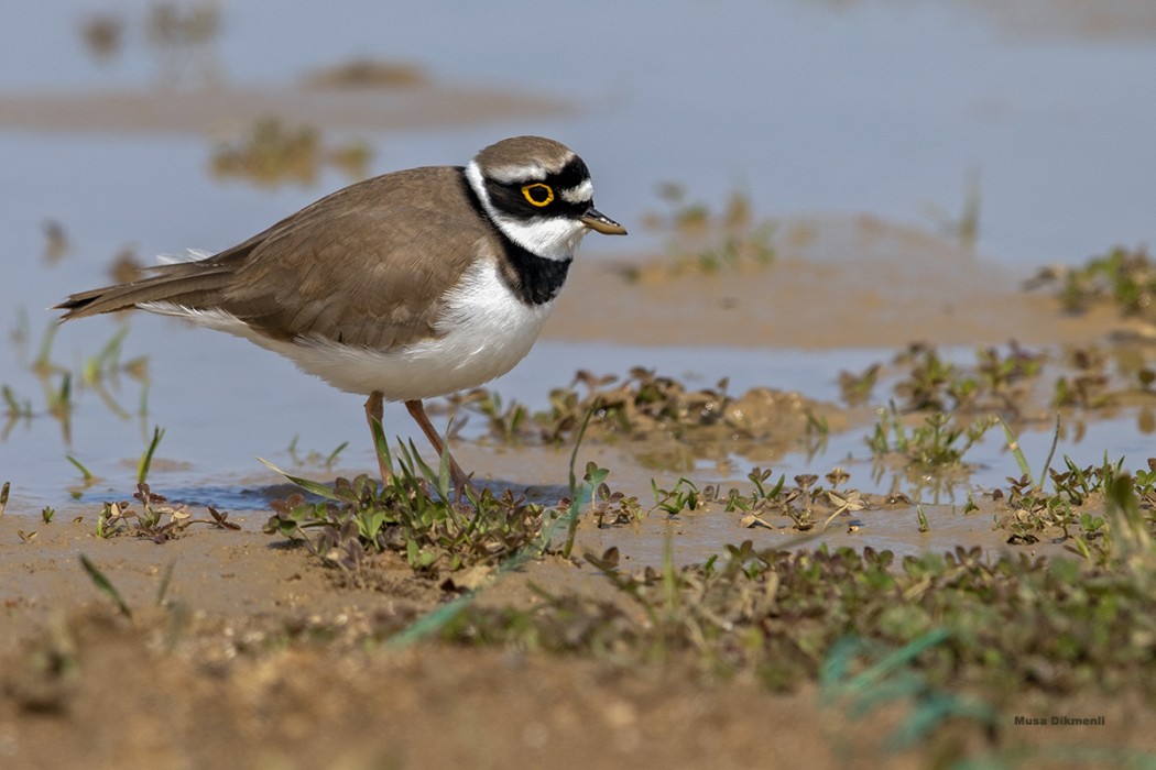 Little Ringed Plover