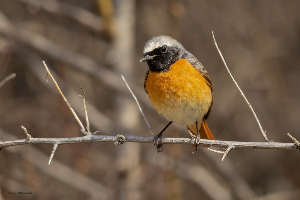Common Redstart