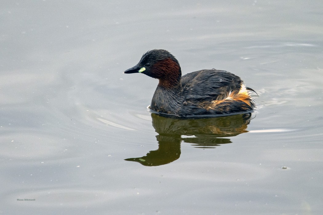 Little Grebe