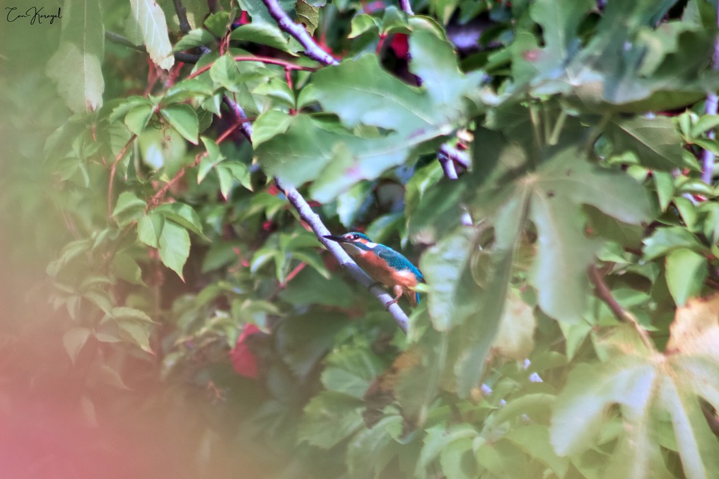 Common Kingfisher