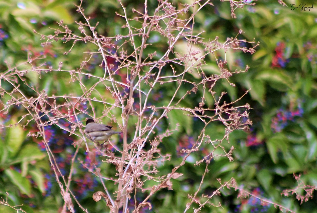 Eurasian Blackcap