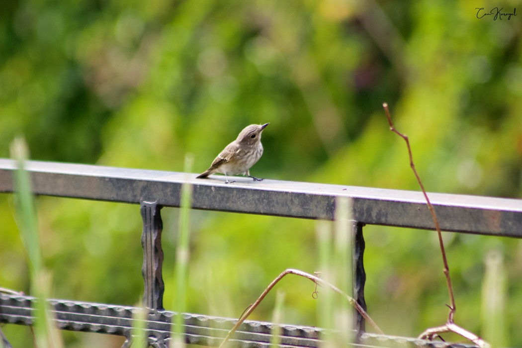 Spotted Flycatcher