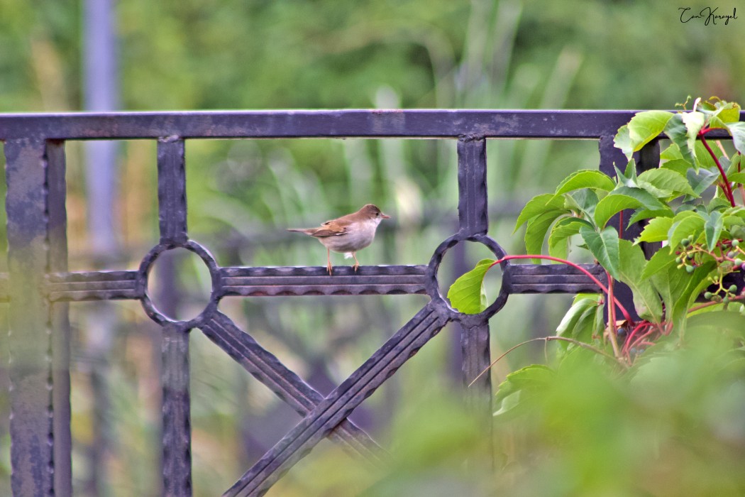 Common Whitethroat