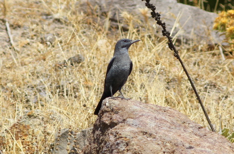 Blue Rock Thrush