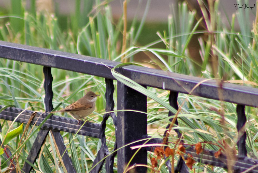 Common Whitethroat