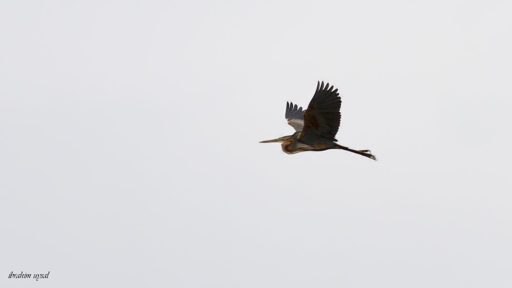 Purple Heron