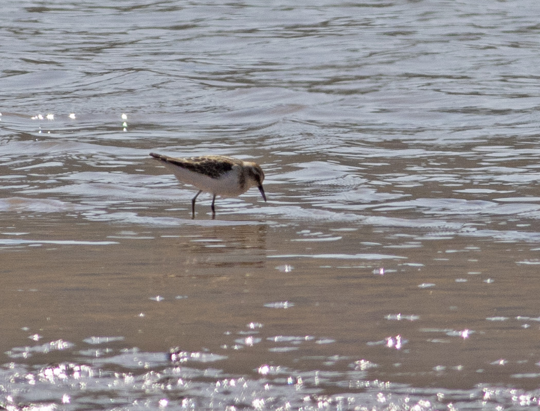 Little Stint