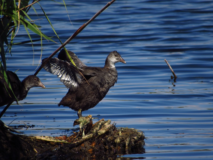 Eurasian Coot