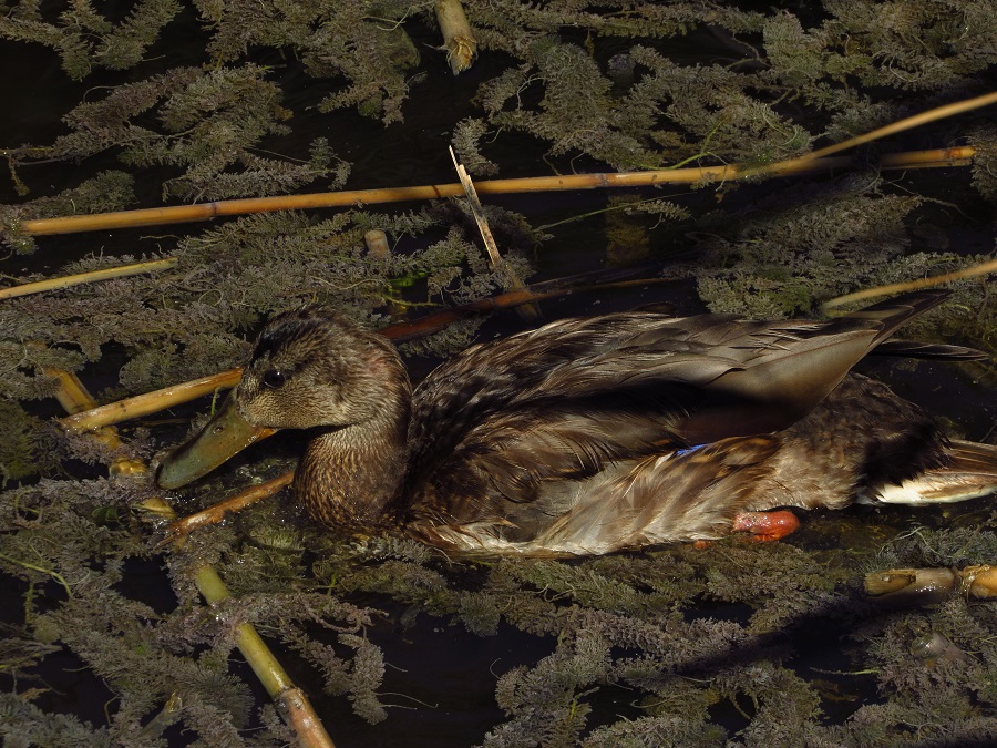 Mallard
