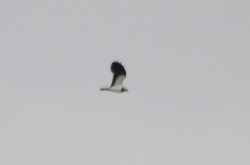 Northern Lapwing