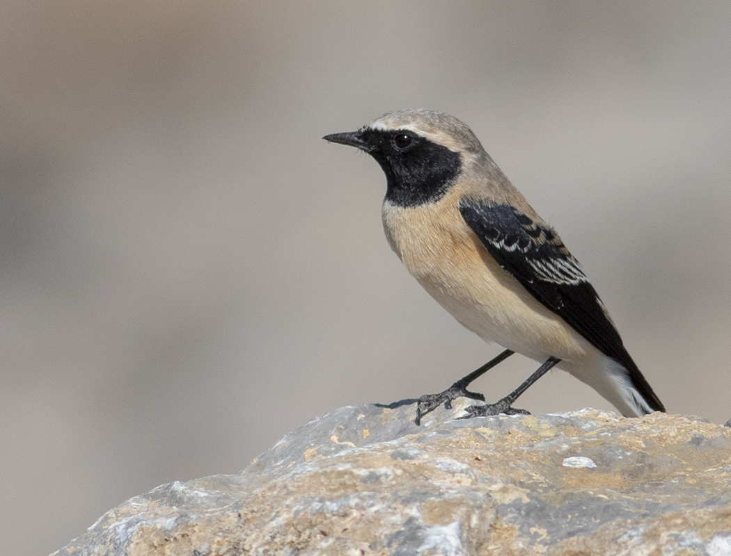 Black-eared Wheatear