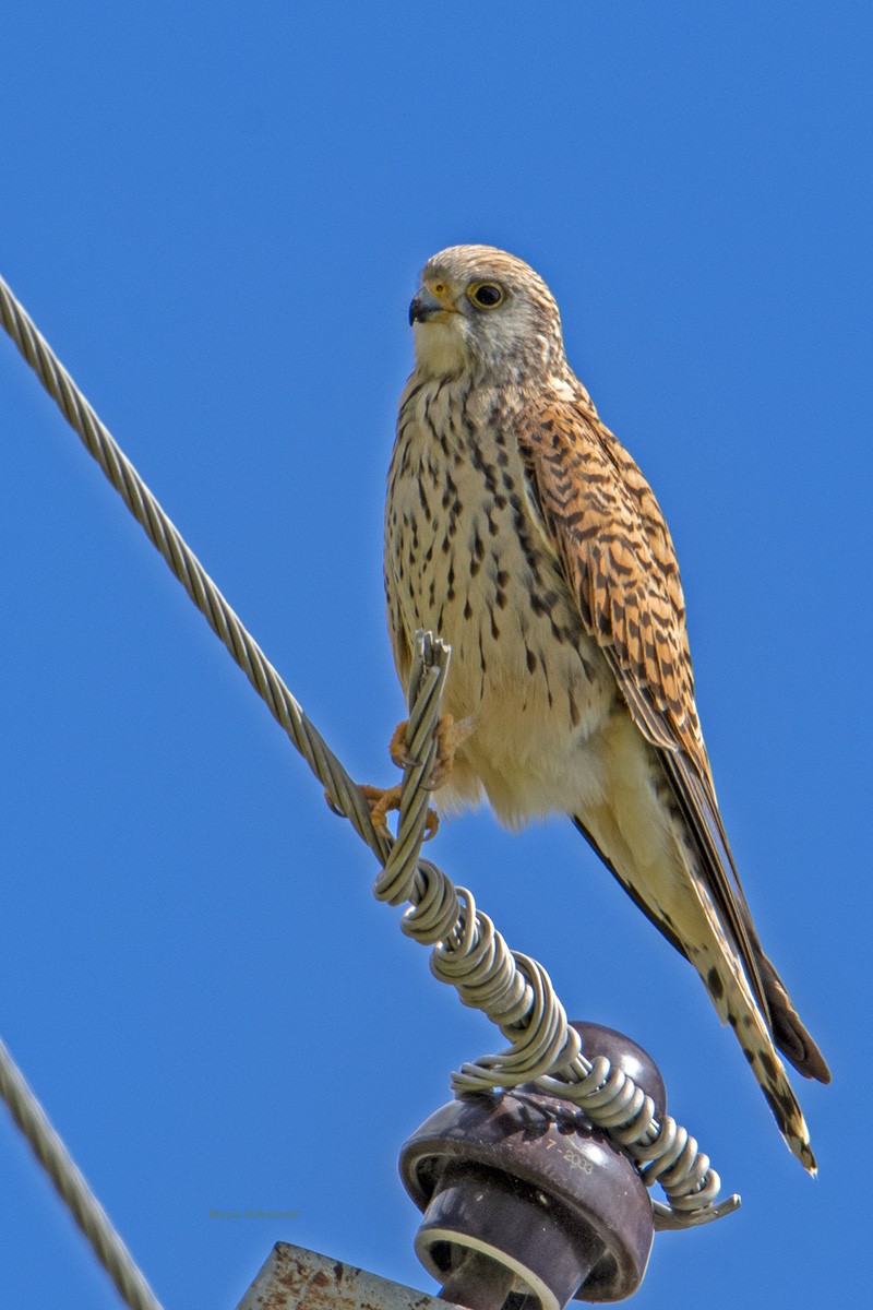 Lesser Kestrel