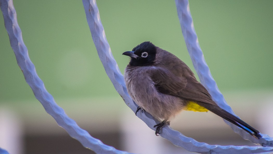 White-spectacled Bulbul